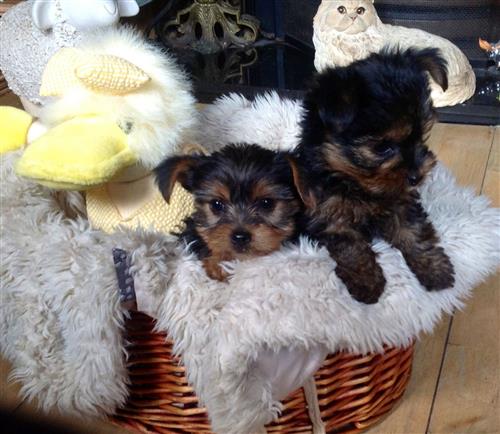 Kc Reg Toy Yorkshire Terrier Puppies For Sale