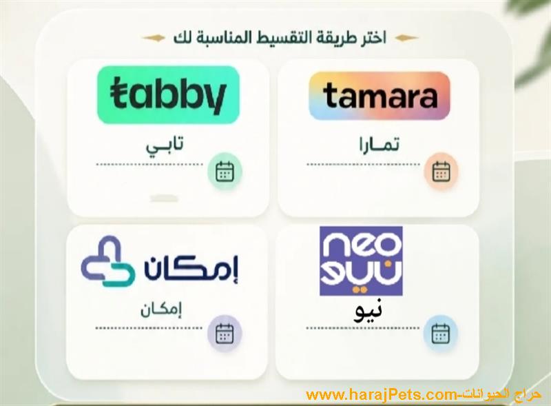 سيوله تابي او تمارا او نيو او امكان