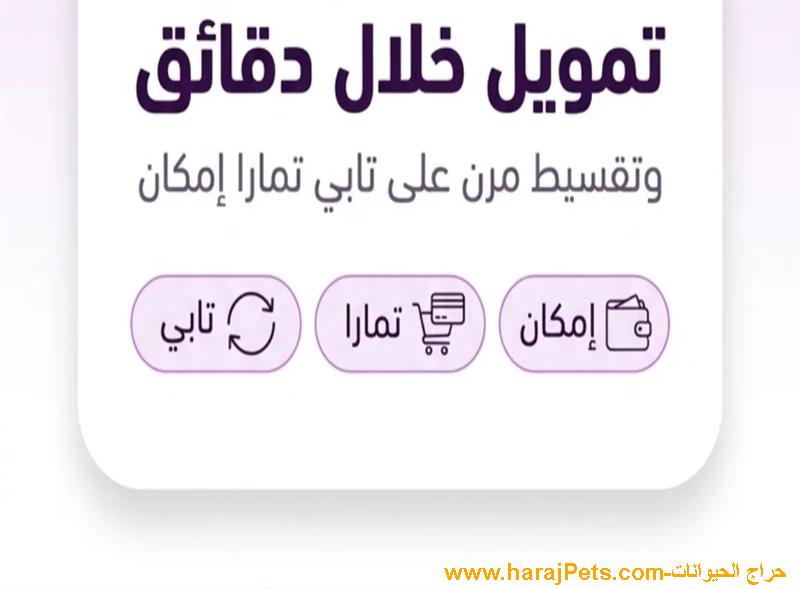 سيوله إمكان وتمارا وتابي وميس بي ونيو