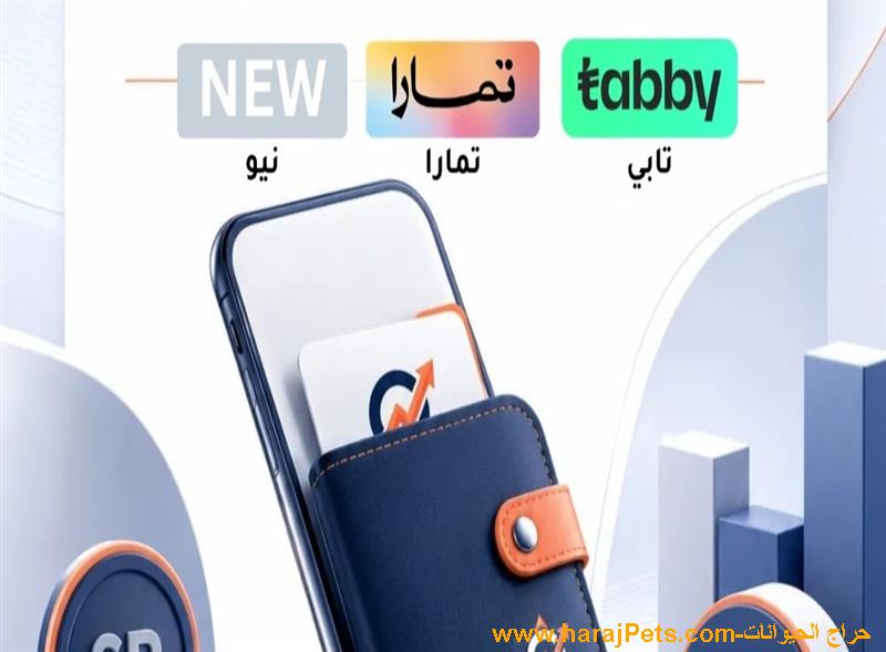سيوله تابي وتمارا ونيو وميس بي وإمكان
