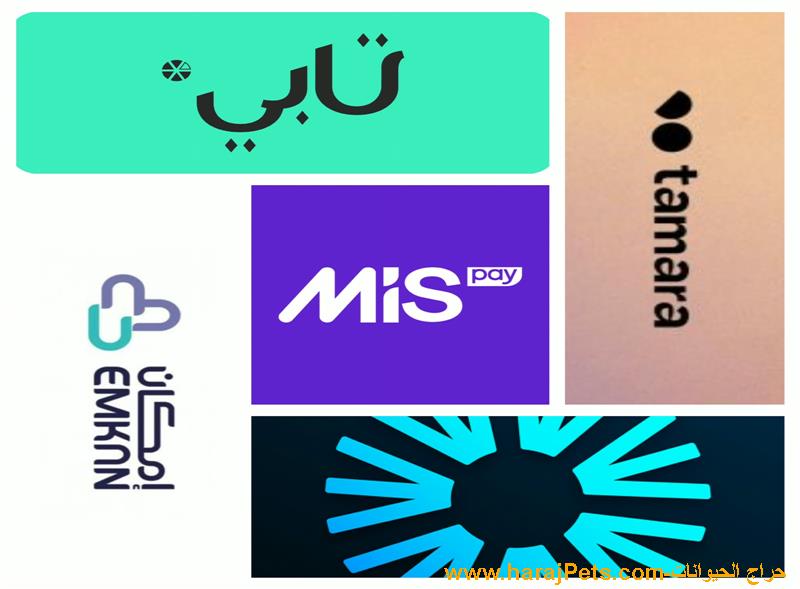 سيوله نيو وتمارا وامكان وميس بي وتابي