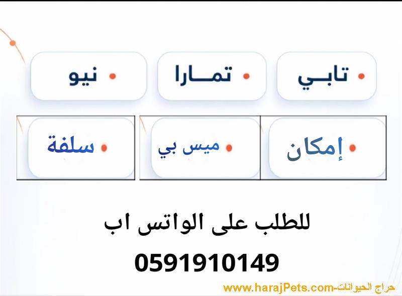 سيوله تابي او تمارا او نيو او إمكان او ميس بي