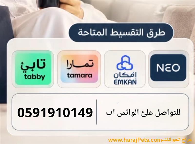 سيوله تابي وتمارا ونيو وامكان