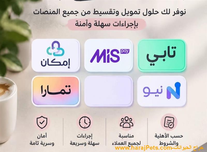سيوله تابي وميس بي وإمكان ونيو وتمارا