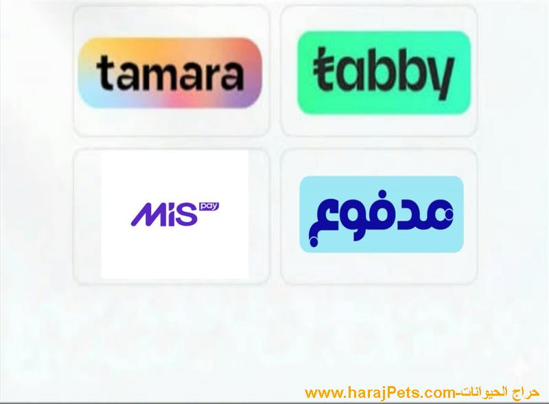 سيوله تمارا وميس باي وتابي ومدفوع