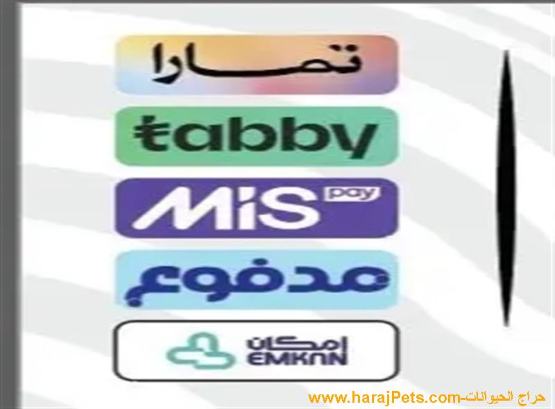 سيوله تابي وميس ياي وتمارا ومدفوع وامكان