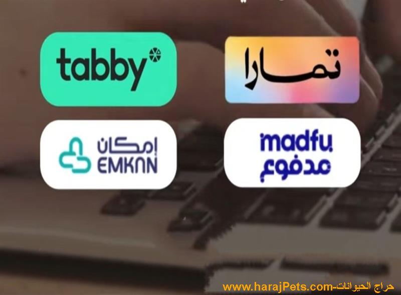سيوله تمارا او تابي او مدفوع او امكان