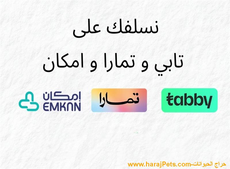تمويل من تابي وتمارا وامكان ومدفوع وميس باي