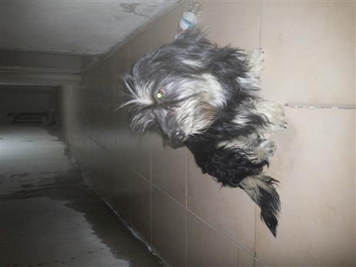 كلبة فرنسية