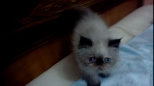 كيتن هيمالايا تشوكليت مواصفات شوو عالميه