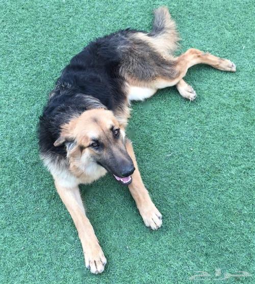 كلاب جيرمن شيبرد مدربه طاعه للبيع 1500ريال