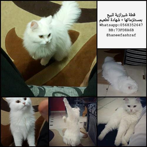 قطة شيرازية للبيع