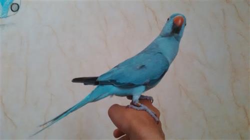 ذره للبيع في جده