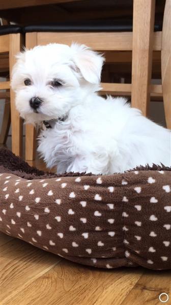Pure Breed Male and Female Maltese Puppies