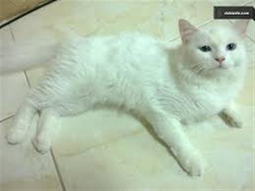 للبيع قطة امريكى بيضاء فى مرحلة التزاوج 300 ريال
