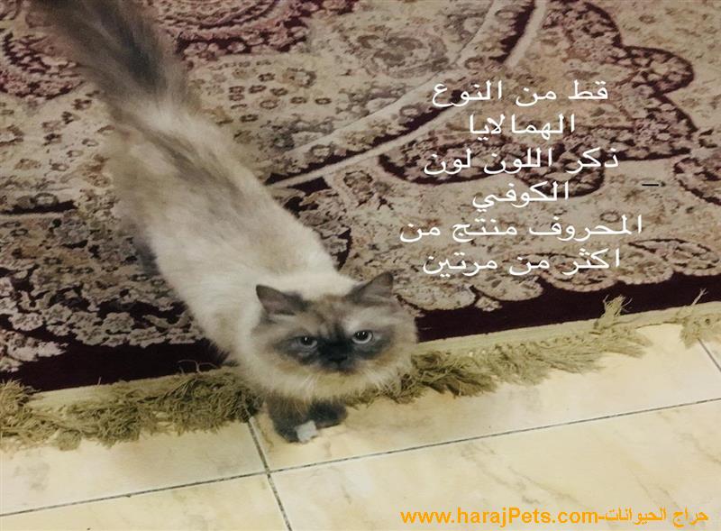الاحساء