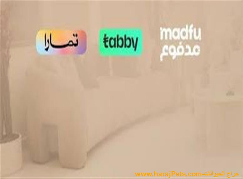 سيوله تمارا ومدفوع وتابي