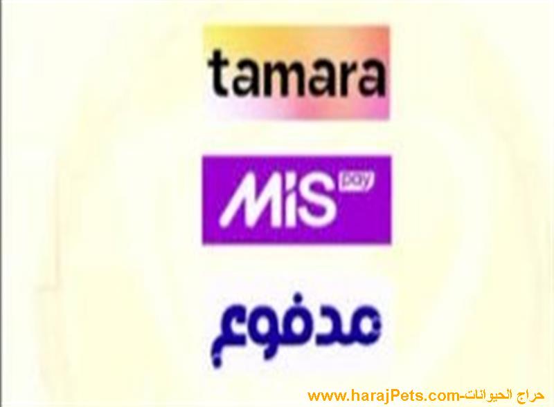 سيوله تمارا او ميس باي او مدفوع