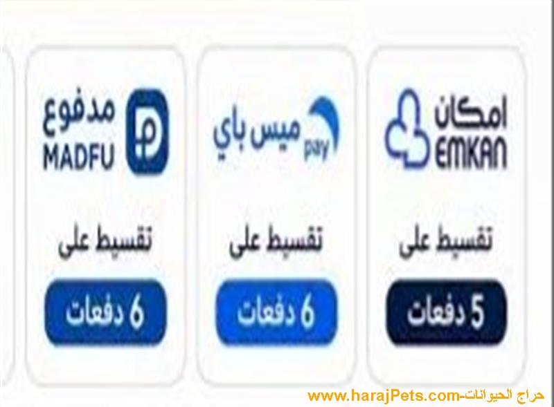 سيوله ميس باي ومدفوع وامكان