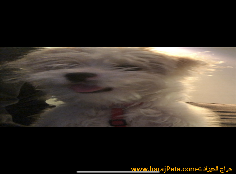 مالتيز ب٢٠٠٠