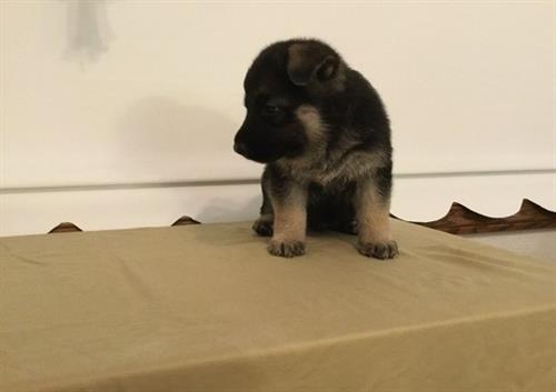 Active MF German Shepherd Puppies