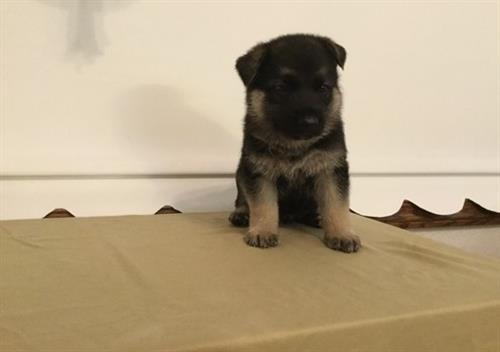 ذهبي، مف، الراعي الألماني، الجرو