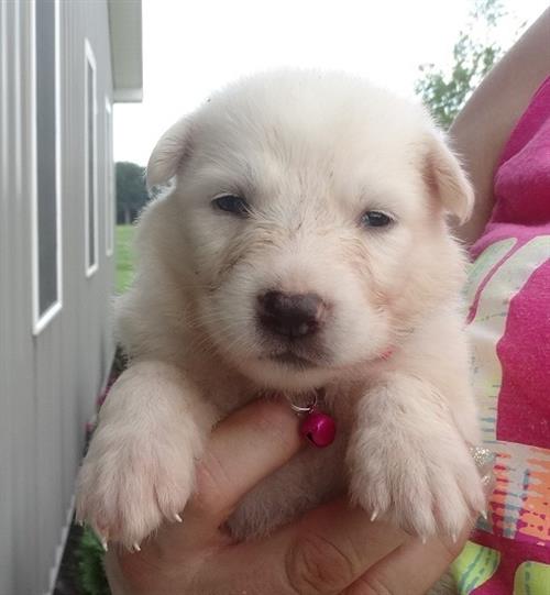 رائعتين مف مسجلة الراعي الألماني للبيع الآن