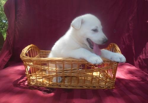 Lovely and Cute MF German Shephred For Sale NOW