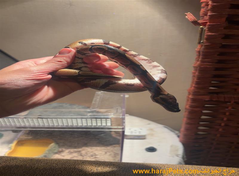 ثعبان للبيع