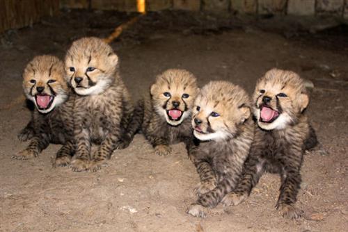 Cheetah cubs, For Sale