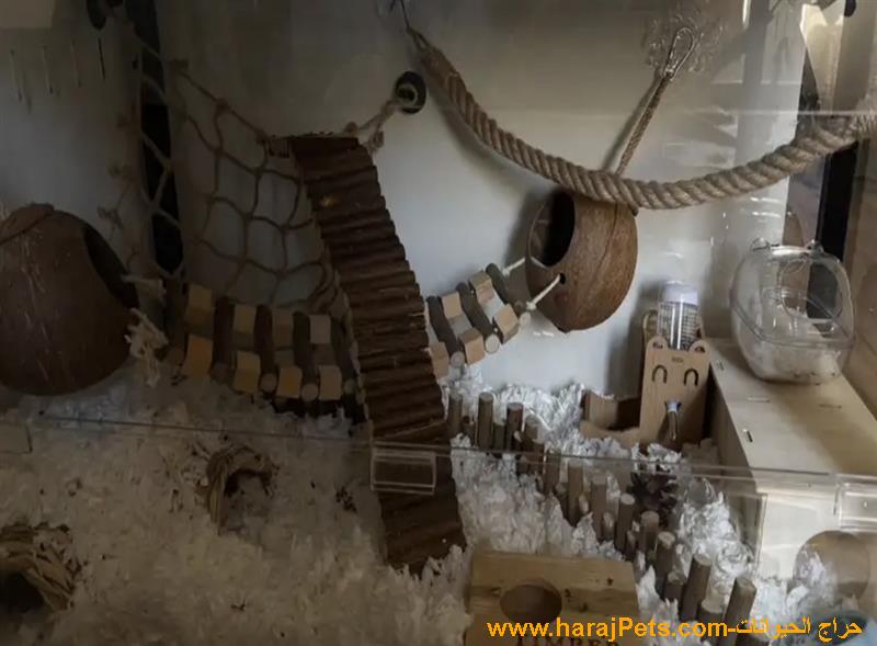 زوج سناجب قزمة