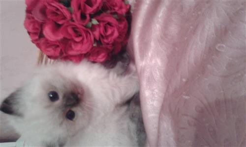 قطة هيمالايا للبيع