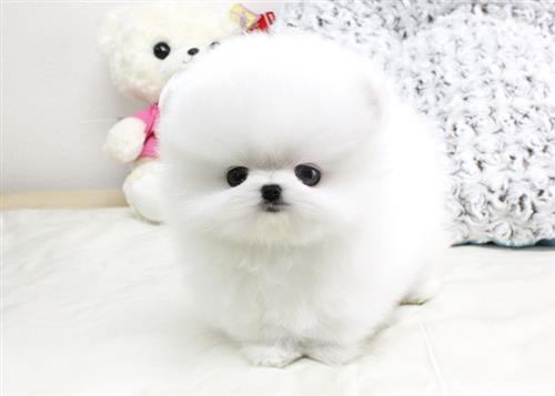 Toy and Tiny Pomeranian Puppies