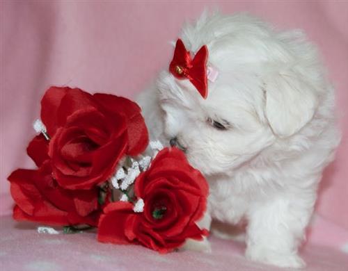 Teacup Maltese Puppies Ready For Sale