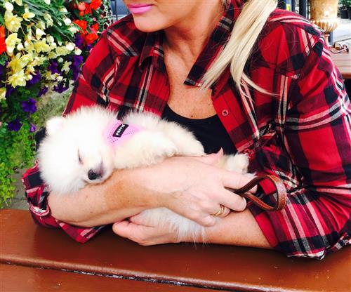 Potty Trained Male and Female Pomeranian Puppies