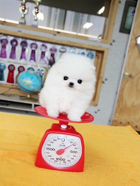 Multi-Talented Tiny White Pomeranian Puppies