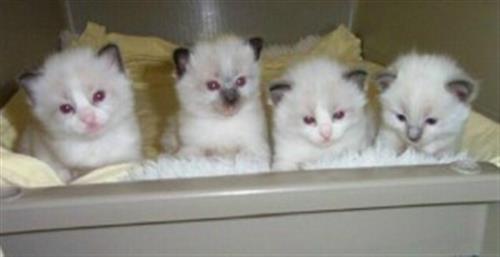 Ragdoll kittens New Years Addition to your family..