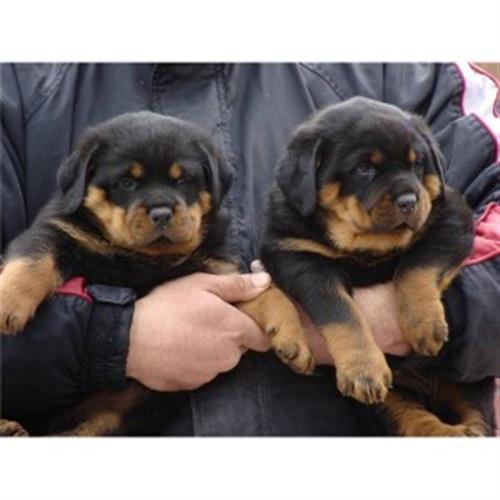 Rottweiler Puppies