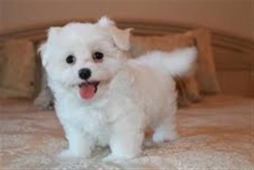 Two Top Class Maltese Puppies Available