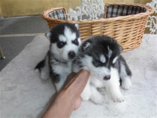 Siberian Husky pups
