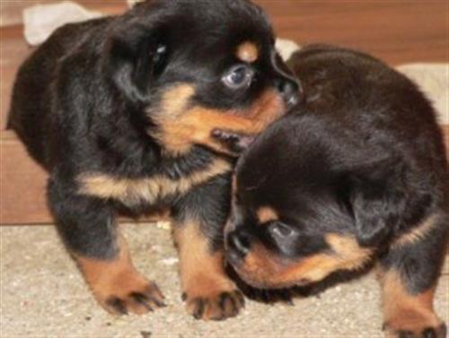 Beautiful Rottweiler Puppies -!