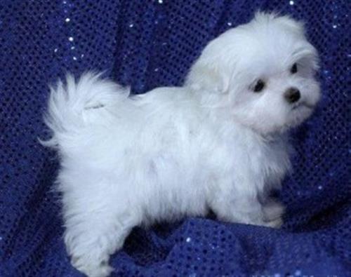 Teacup Maltese Puppies