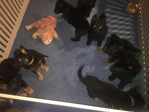 German Shepherd puppies 🐶