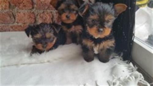 Yorkie puppies (teacup sizes)