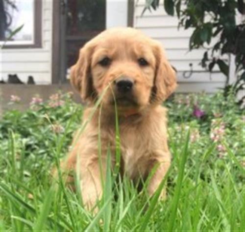 Golden Retriever Puppies