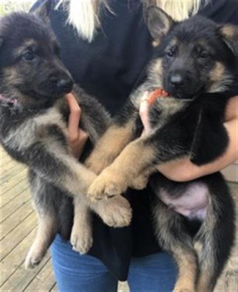 AKC purebred German Shepherd puppies