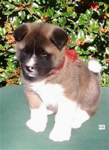 AKC American Akita Puppies