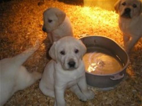 AKA Yellow Lab puppies