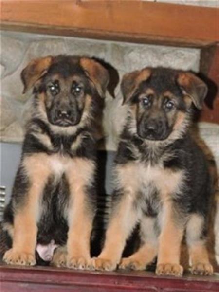2 GERMAN SHEPHERD PUPPIES.