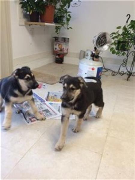 AKC German Shepherd Puppies